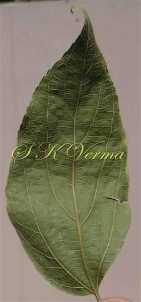  Leaf (Abaxial view)